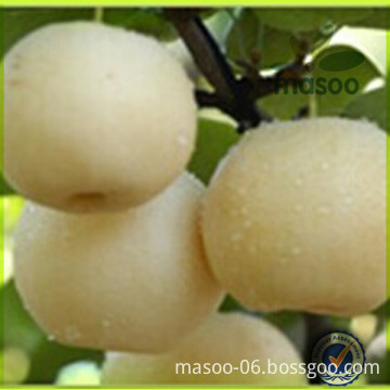 China Fresh early Su Pear/China Santa Maria Pear/Chinese Fresh Ya Pear For Exporting